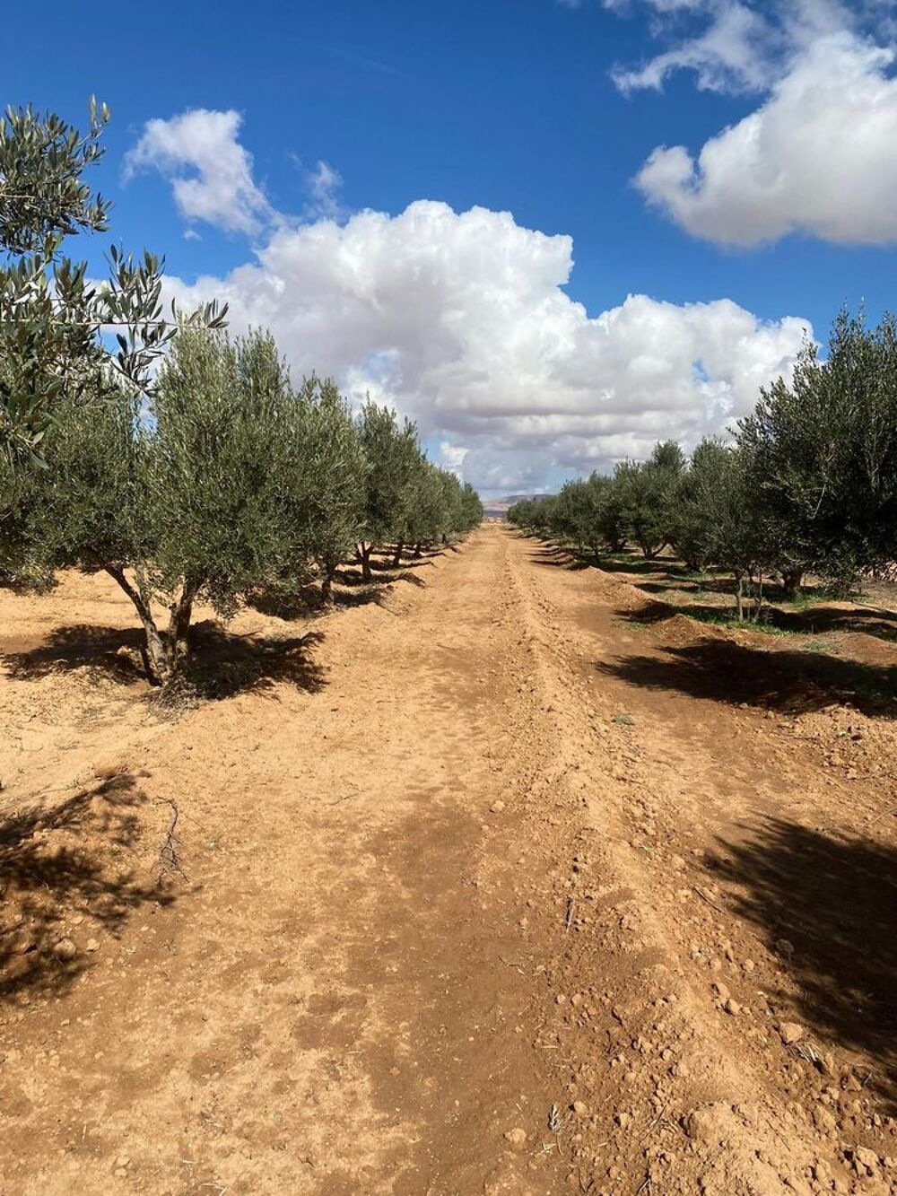 Vente Terrain Ferme avec terrain Oujda, maroc (Maroc)