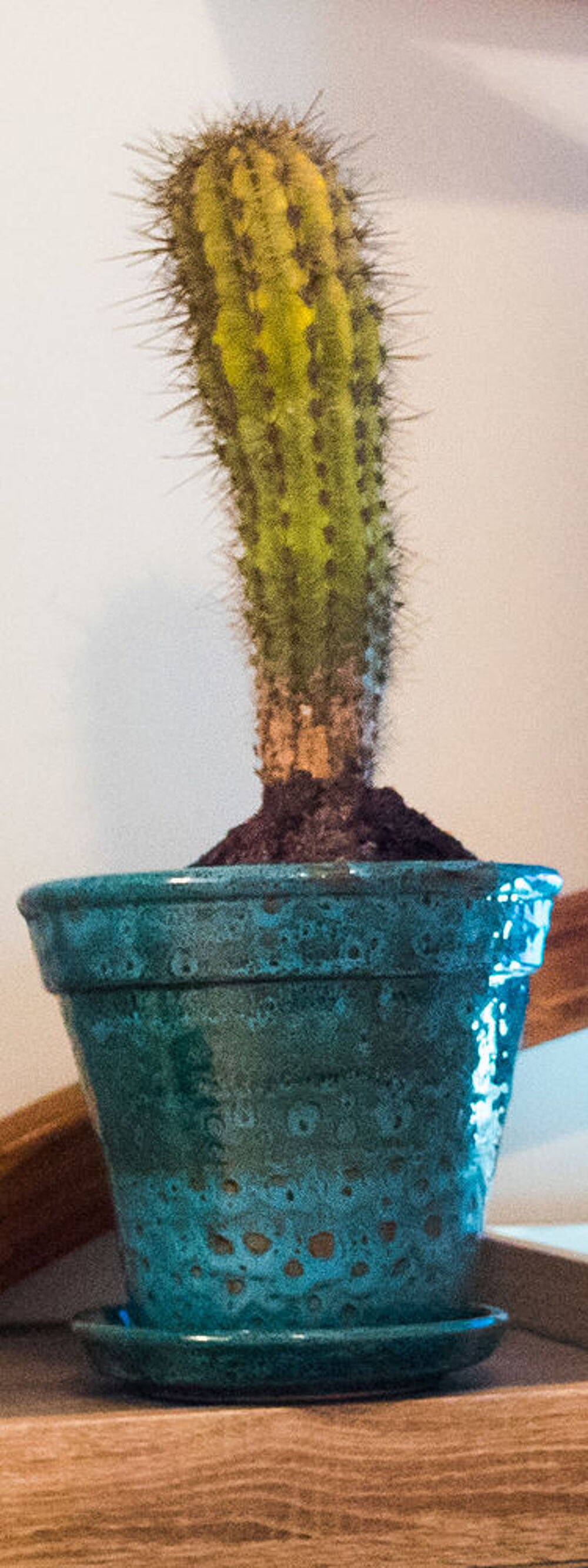 Magnifique cactus en poterie Artisanale Jardin