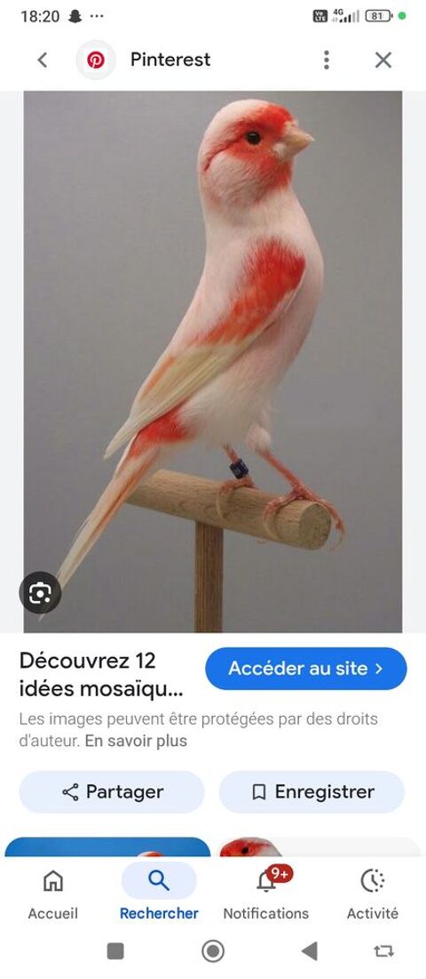 Recherche M&acirc;le mosa&iuml;que Rouge 0 49800 Brain-sur-l'authion