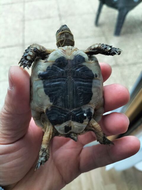 Tortue 100 94400 Vitry-sur-seine