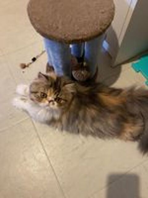   Chatons  