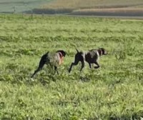   CHIOTS BRAQUE ALLEMAND  