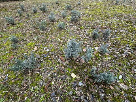 Superbes lavandes racine nues
Choisy-au-Bac (60)