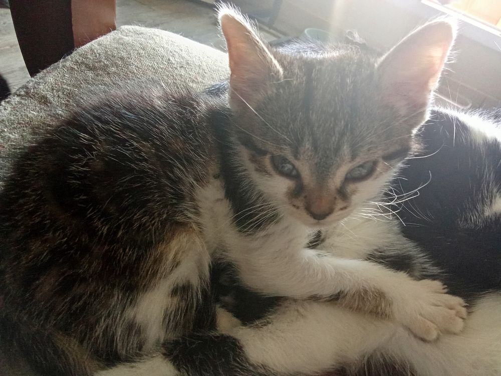   Donne Chaton   