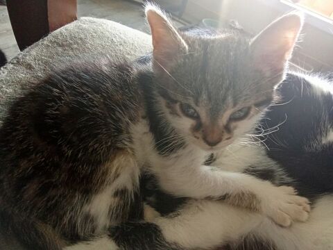 Donne Chaton 0 79600 Airvault