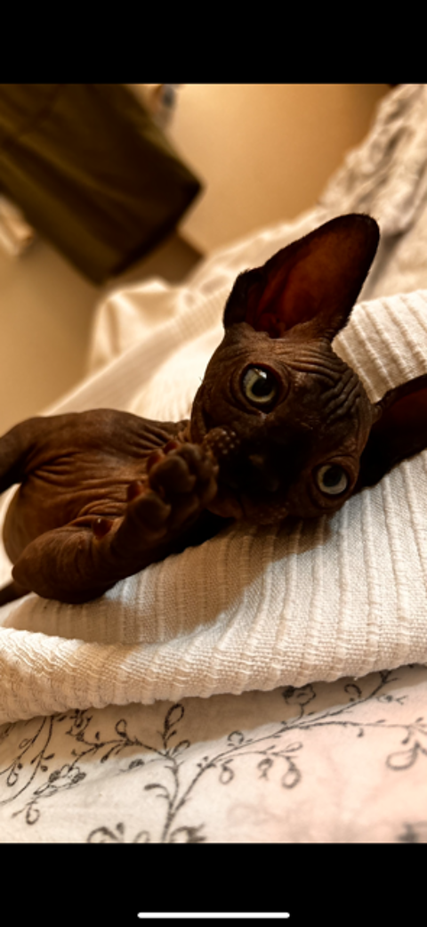 Chaton sphynx 900 77210 Avon