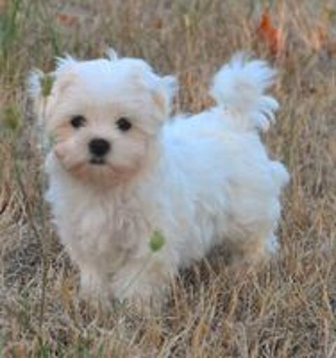   Adorable femelle bichon maltais 
