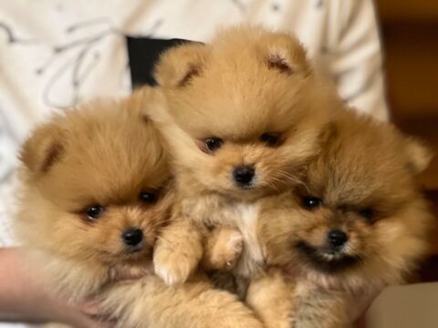 Pomeranians nain 0 93380 Pierrefitte-sur-seine