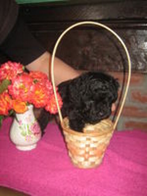   Chiot Caniche Toy noir ( A reserve ))
