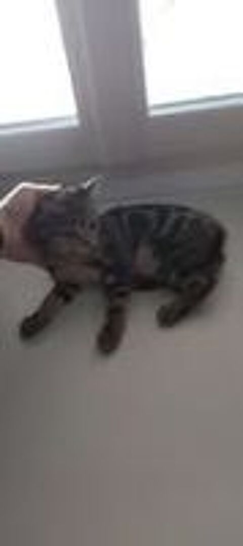   Chat GRISOU à l adoption 