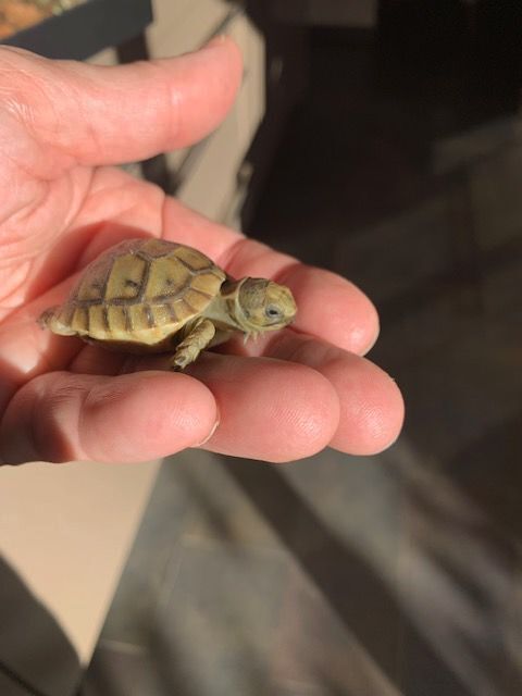 Tortue terrestre juvénile de 2 mois très sociable 100 69800 Saint-priest
