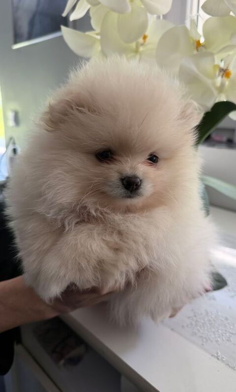 Chien Spitz allemand 0 57380 Faulquemont