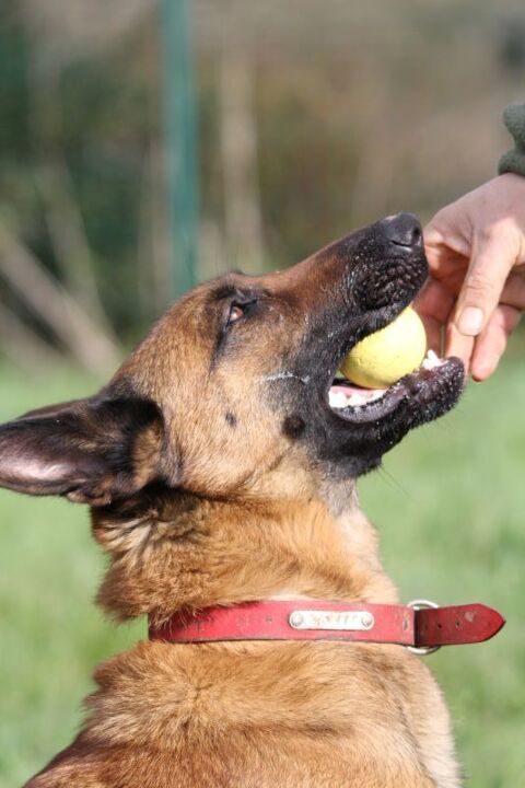 Candice, superbe Berger Belge Malinois  l'adoption 44590 Sion-les-mines
