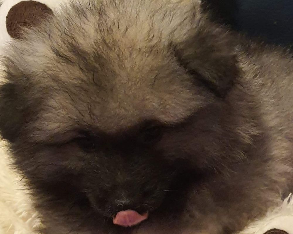   Magnifiques SPITZ Allemand Loup 