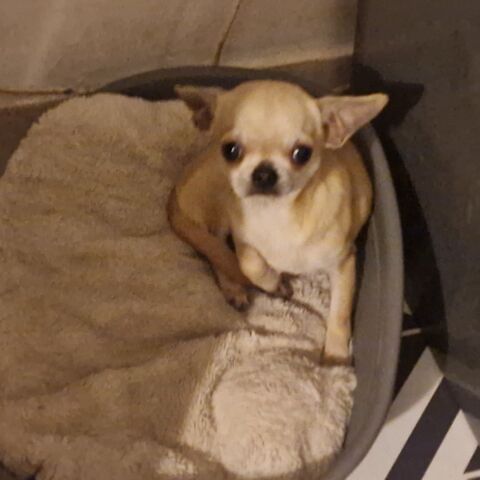 Port&eacute;e de 3 sublimes chihuahuas  pl court non lof.
1000 37120 Luz�