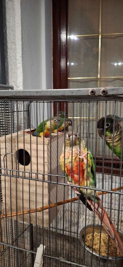 Pyrrhura molinea 50 85360 La tranche-sur-mer