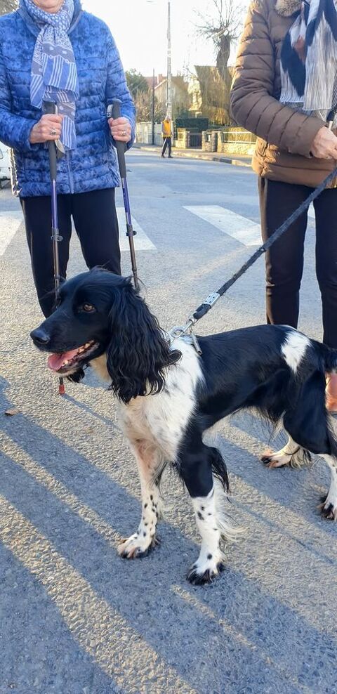 Don chienne 0 03100 Montlu�on