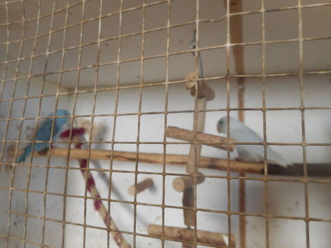 Toui celeste 40 56630 Langonnet