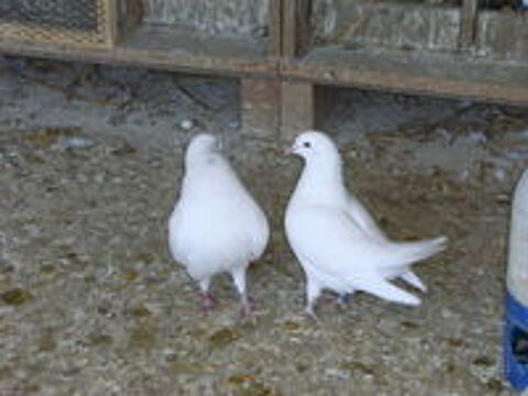   Pigeons blancs 
