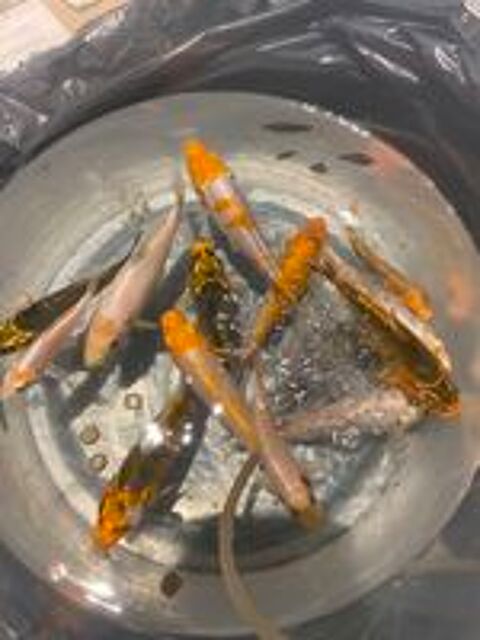   Carpes koï  