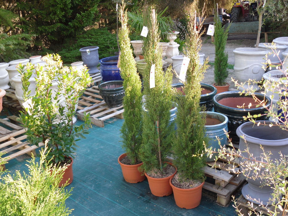 CYPRES SEMPERVIRENS TOTEM Jardin