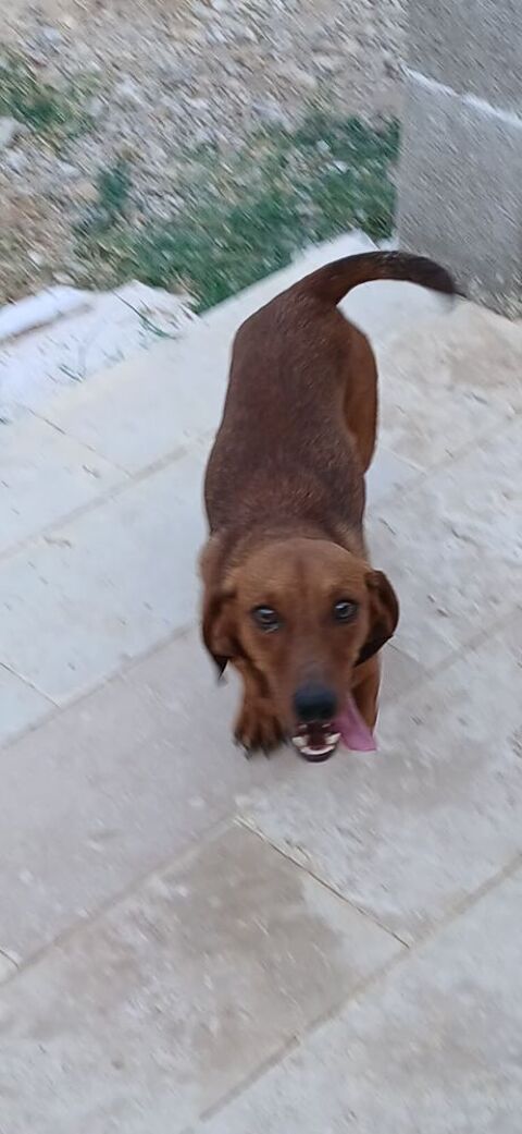 Magnifiquement le teckel pour la saillie 350 30300 Beaucaire