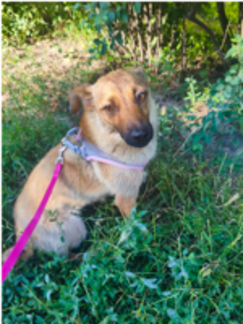  A L'ADOPTION MIA 