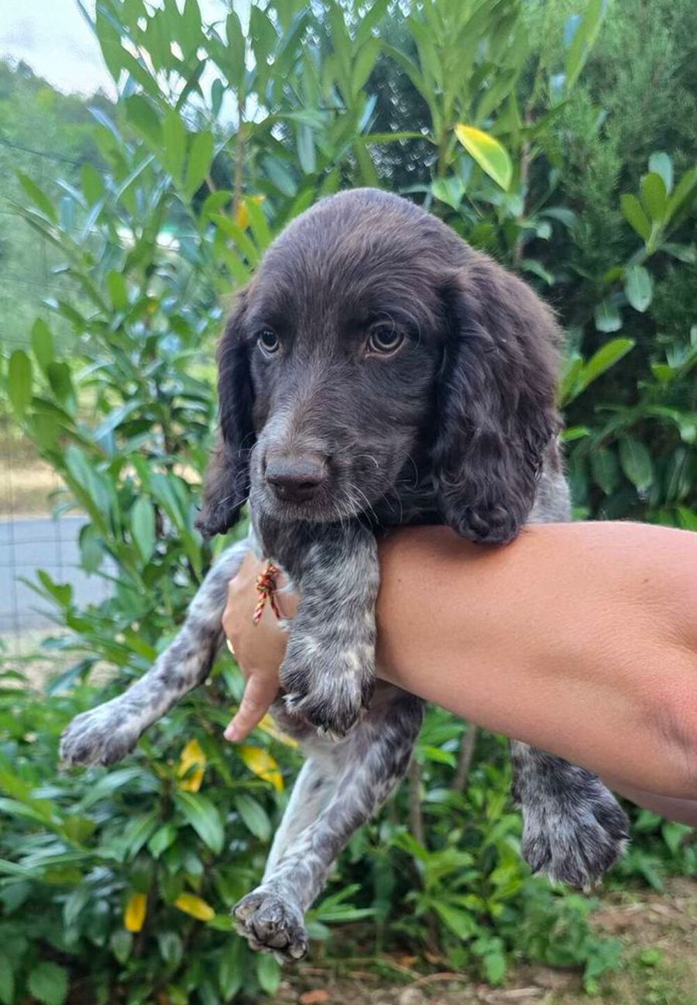   Chiots Wachtelhund  