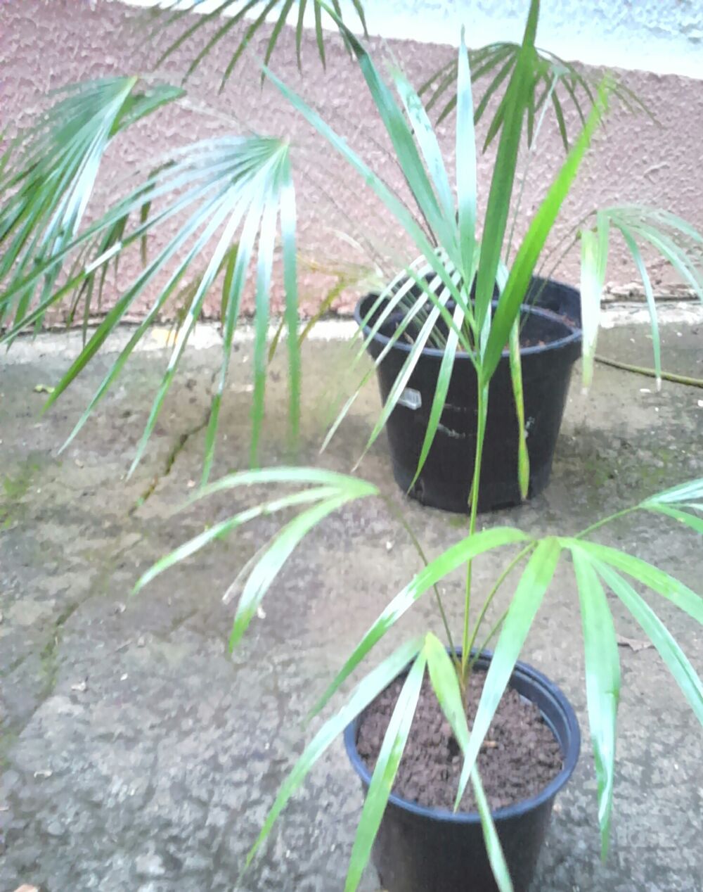 Palmiers d&eacute;coratifs Jardin