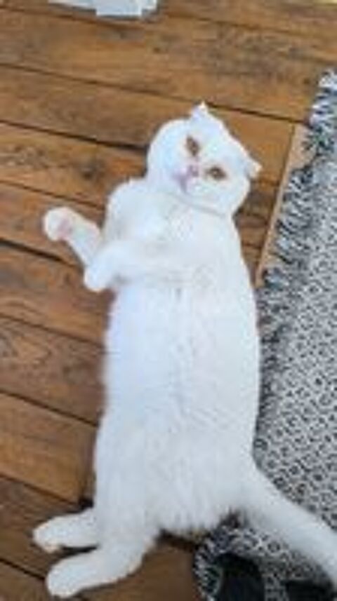   Nestor,  2,5 ans, un amour de chat typé Scottish Fold 