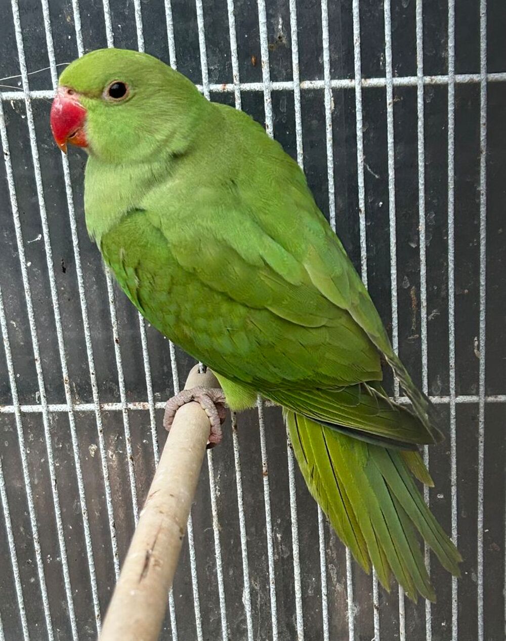   Jeune perruche à collier 