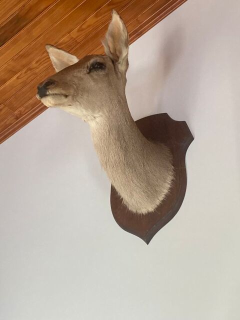 Très belle tête de biche 50 Saint-Barthélemy-d'Agenais (47)