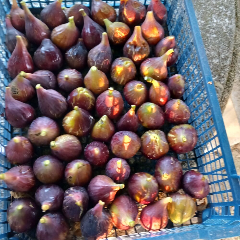 fruits congel&eacute;s de cette ann&eacute;e Jardin