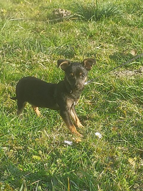 Chiot croises chihuahua/ yorkshire 89144 Varennes