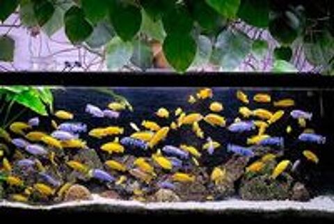   LABIDOCHROMIS et LABIDOCHROMIS  