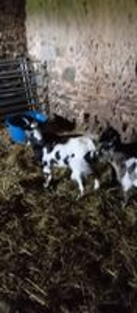   1 chèvre de 2ans et demi et 1 jeune chevreau 