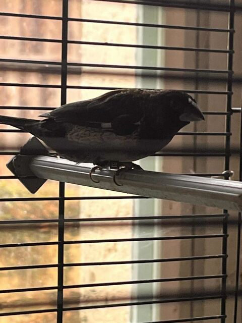Oiseaux 15 24340 Champeaux-et-la-chapelle-pommier