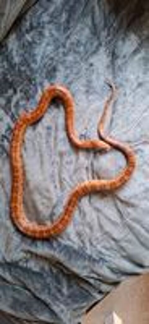   Serpent des blés, mâle adulte  