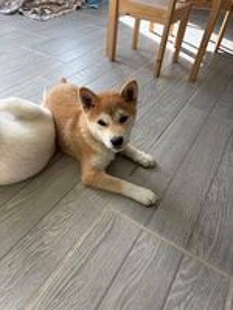   Chiot Shiba Inu mâle LOF  