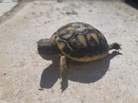   bébés tortue 