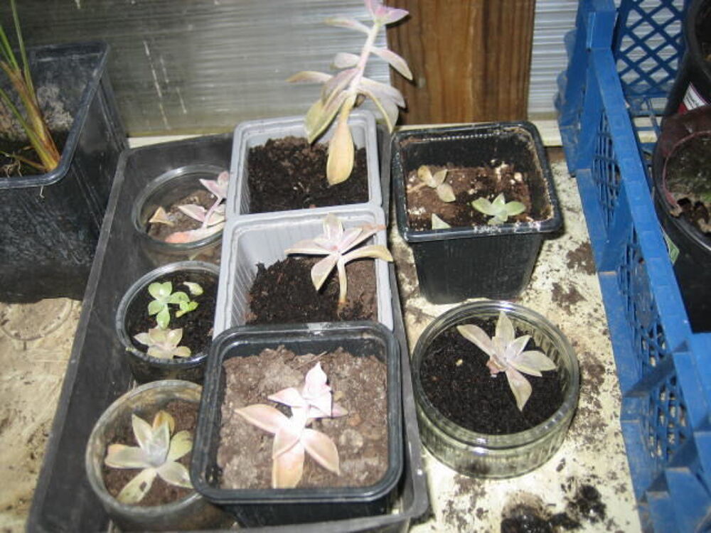 plante graptopetalum Jardin