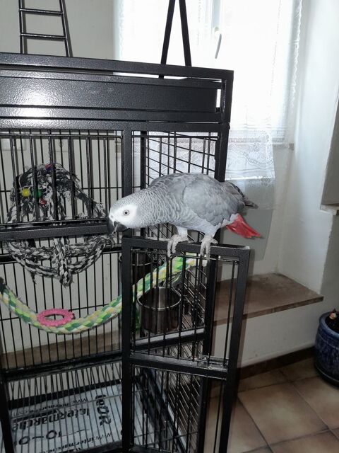 Bonjour magnifique perroquet gris du cabon 1700 07400 Rochemaure