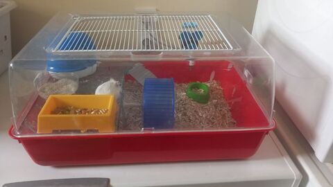 hamster 71960 Sologny