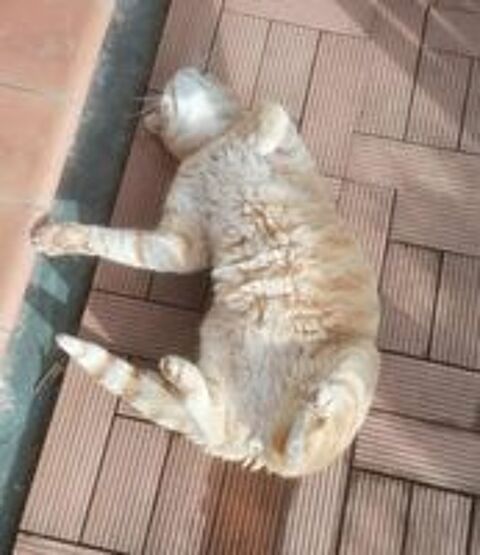   Genet adorable chat roux 10 ans cherche panier retraite 