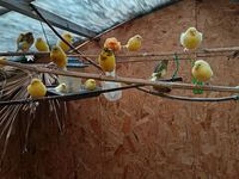   canaris 