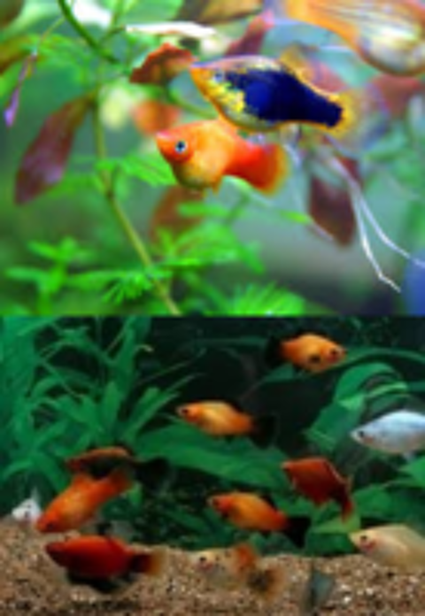  Donne platys (poissons aquarium) 
