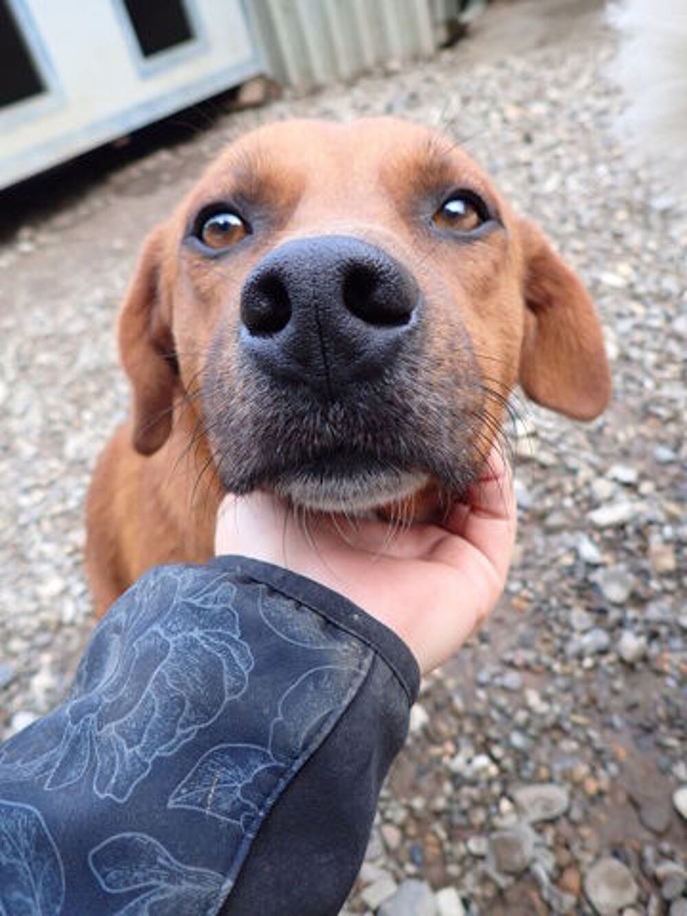   Duphy � l'adoption 