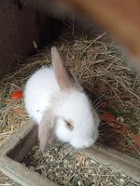   Lapin bélier  