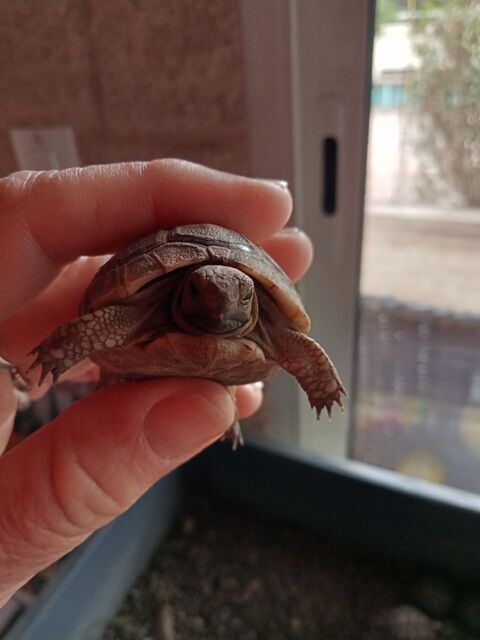 tortues de terre 40 34800 Aspiran