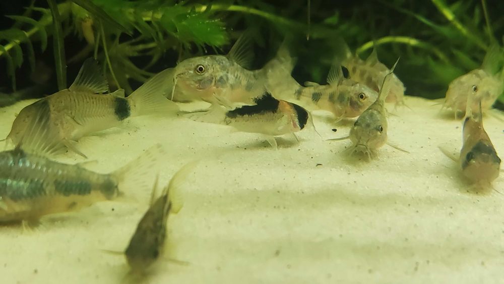 Cachette Dôme Pour Crevettes, Protection Pour L'élevage De Crevettes Dans L'aquarium Betta, Protection Tunnel D'aquarium, Abri Pour La Mue En Toute